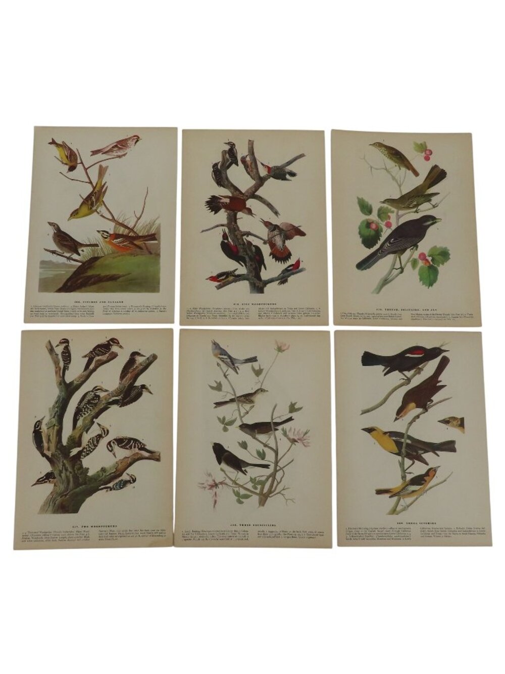 The Birds of America 6 Pages Colored Bird Images Wall Collage Print 1941 Audubon